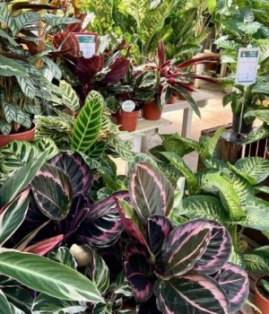 actualite-plantes-vertes-serre-angresse-jarninerie-min Plantes vertes en libre service